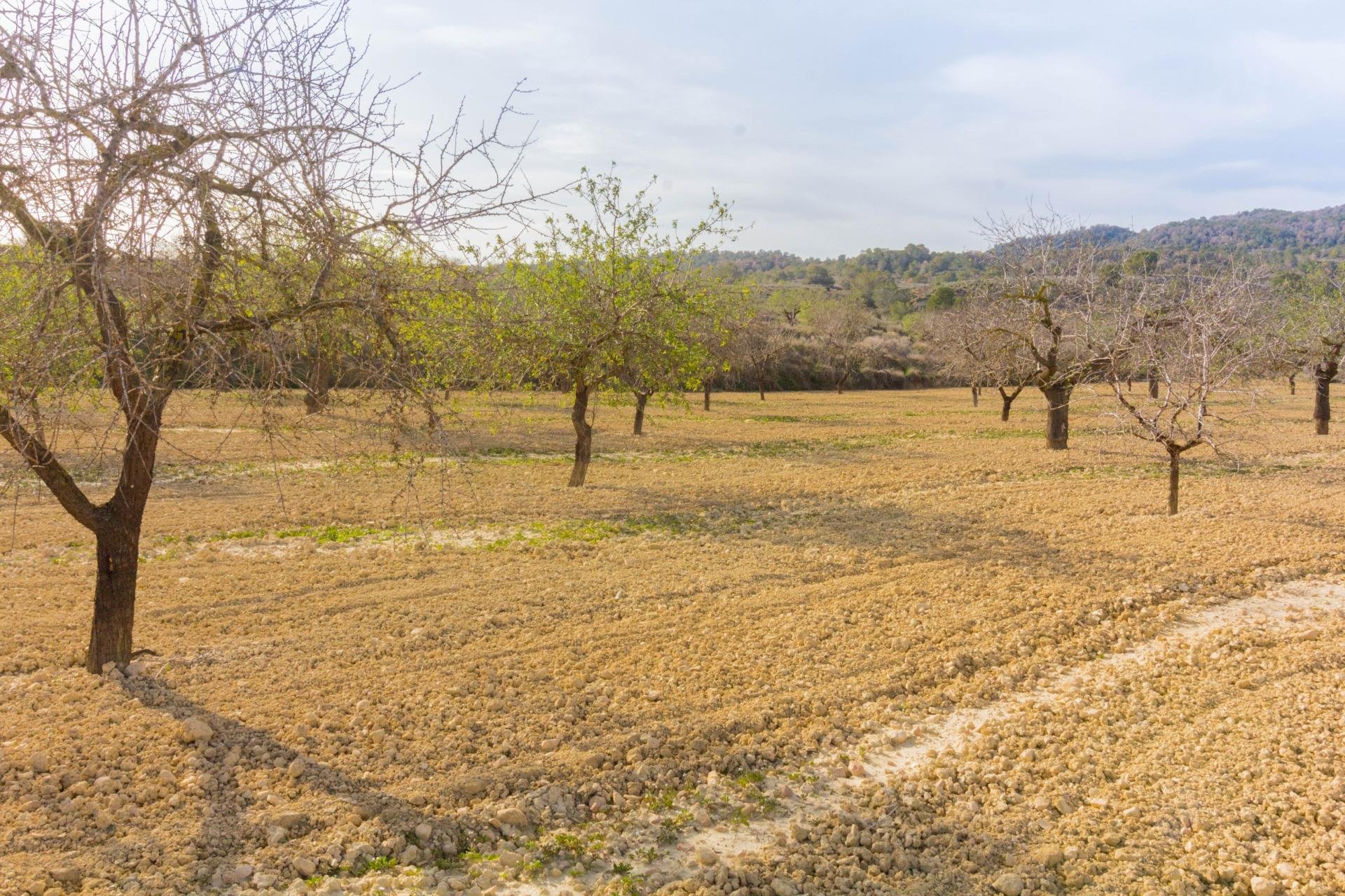 Resale - Casa con terreno - Orihuela - Desamparados-Hurchillo-Torremendo