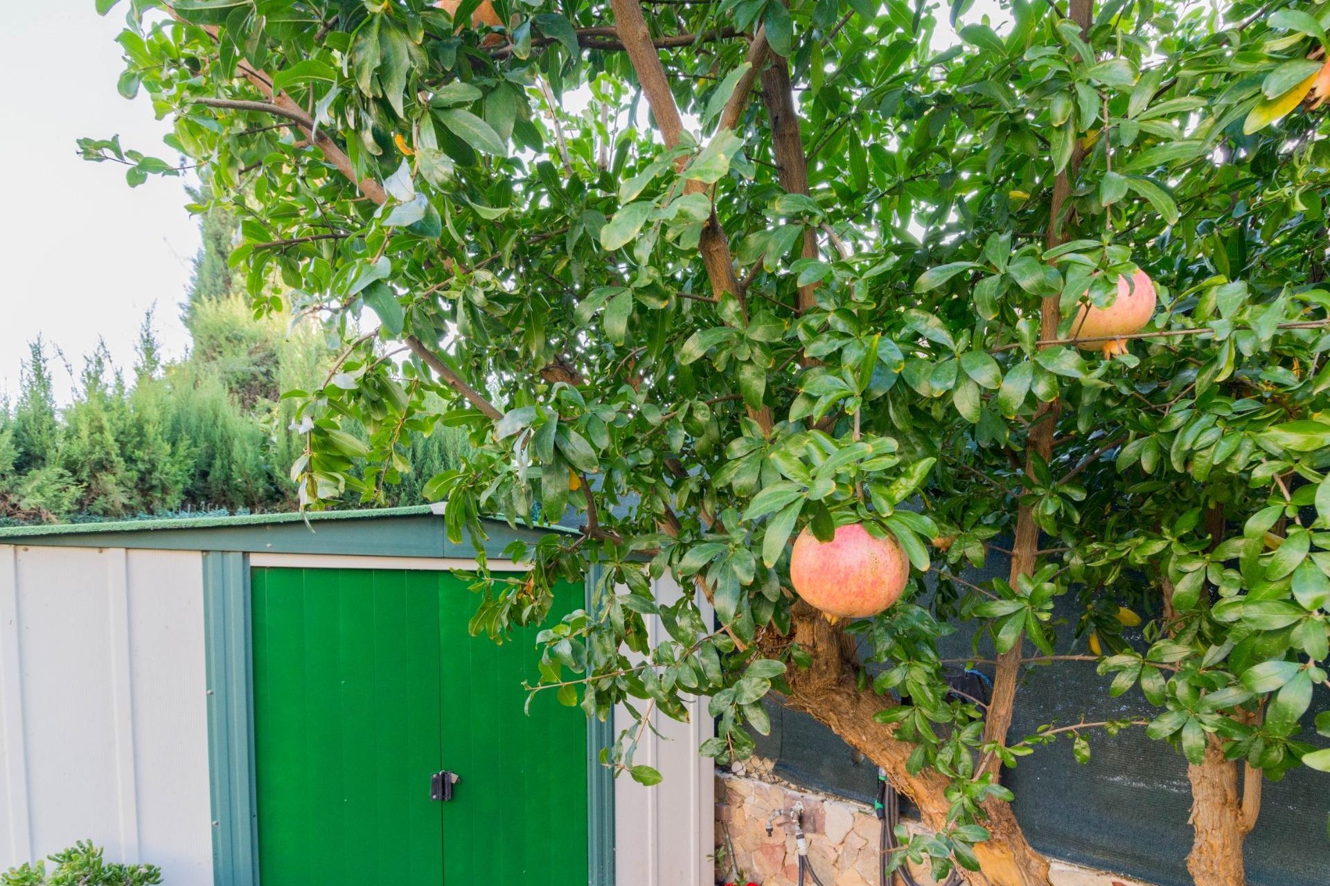 Resale - Chalet - Benferri - BENFIS-PARK