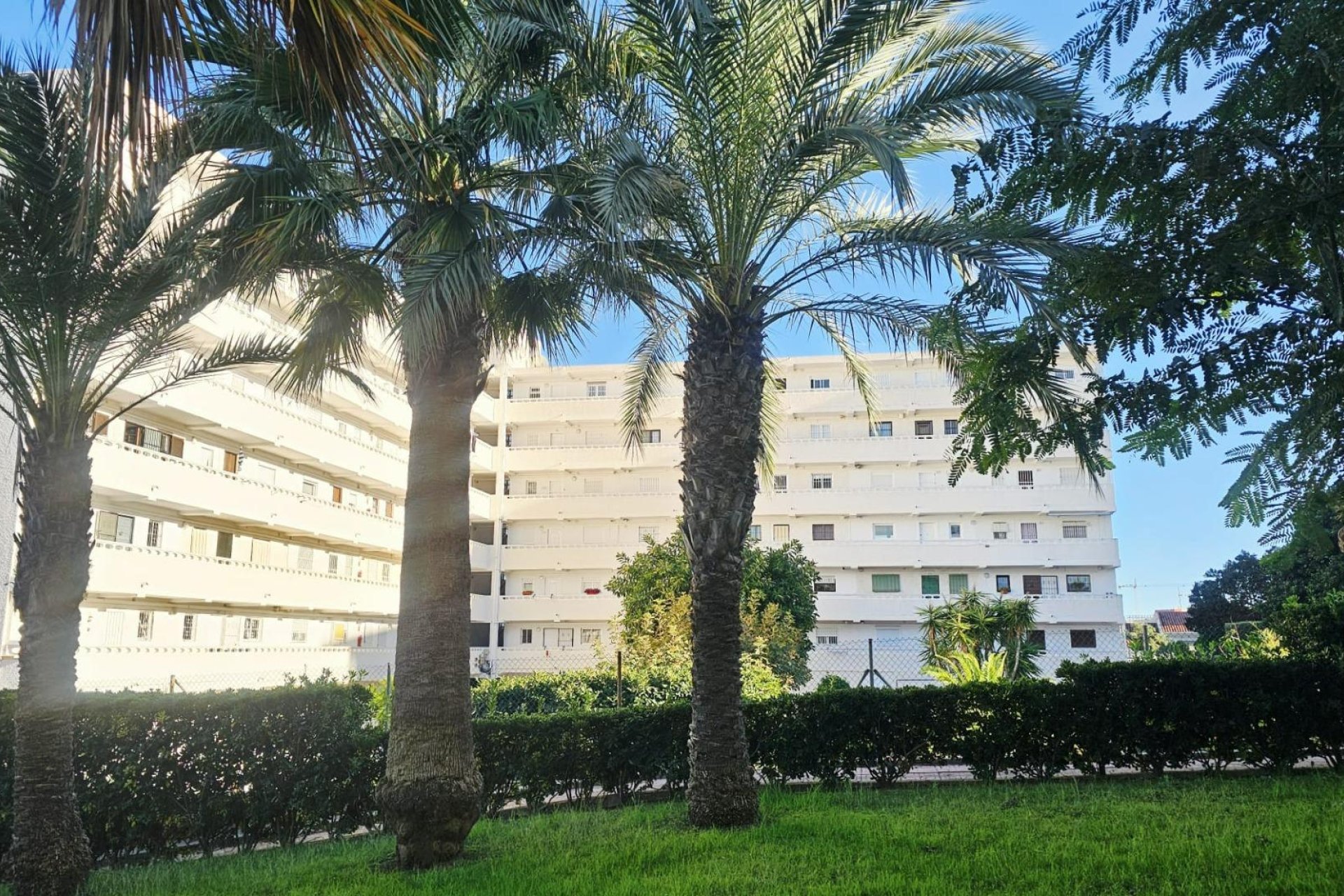 Resale - Study - Torrevieja - Torreblanca
