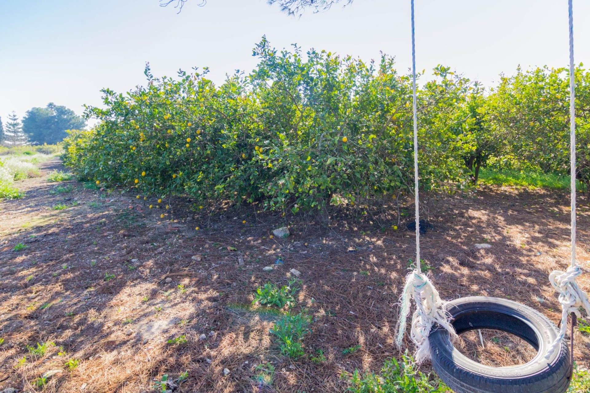 Resale - Terreno rural - Callosa de Segura - Comunidad valenciana