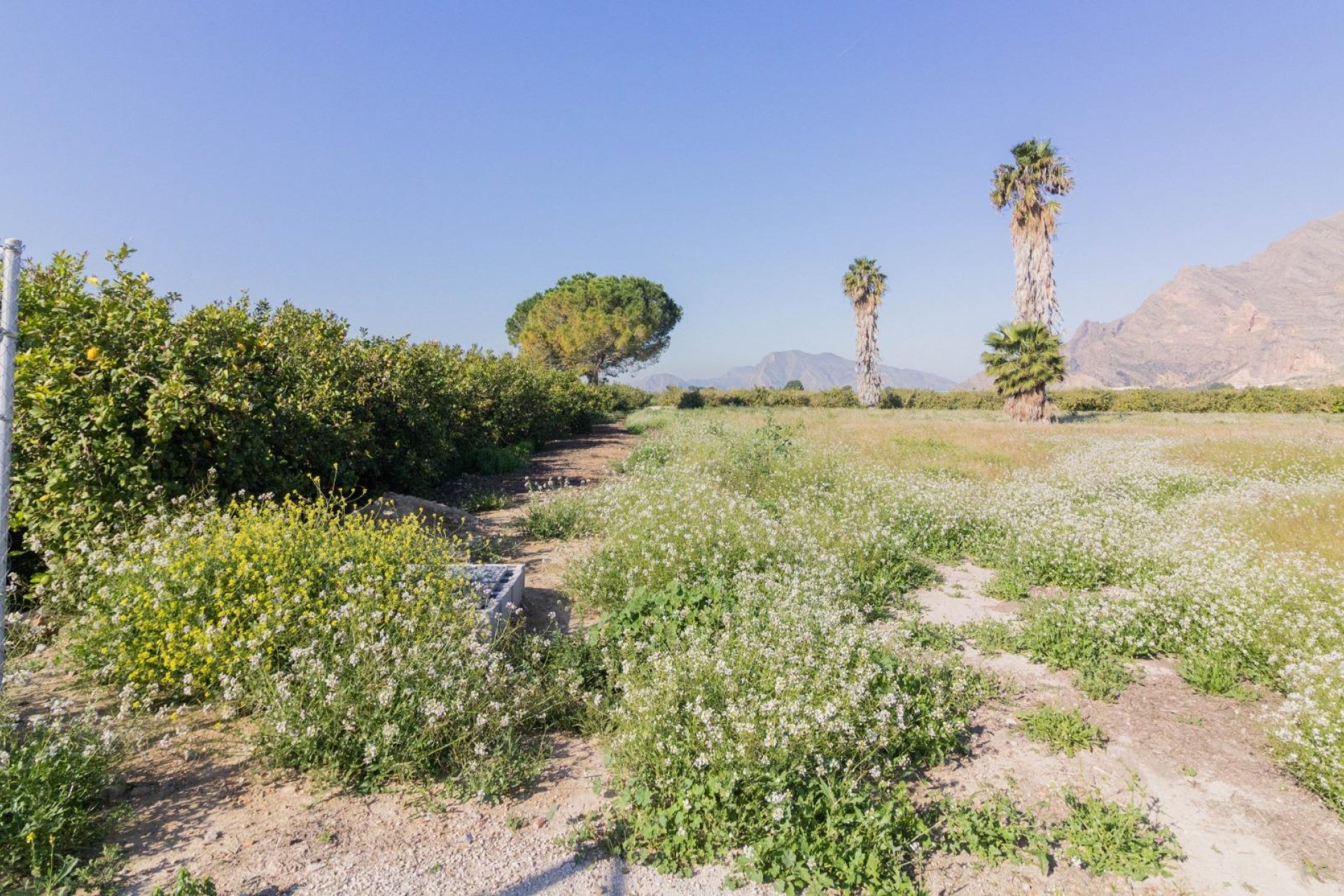 Resale - Terreno rural - Callosa de Segura - Comunidad valenciana