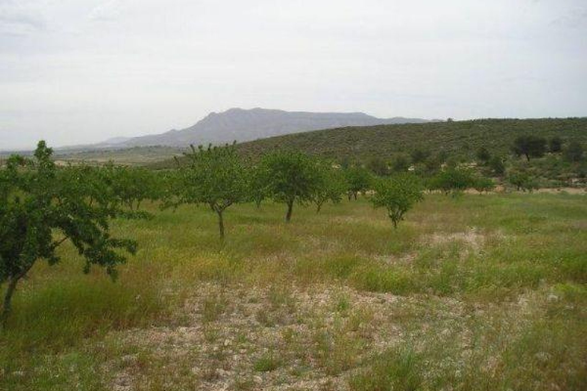 Resale - Terreno rural - Jumilla - CAÑADA DEL TRIGO