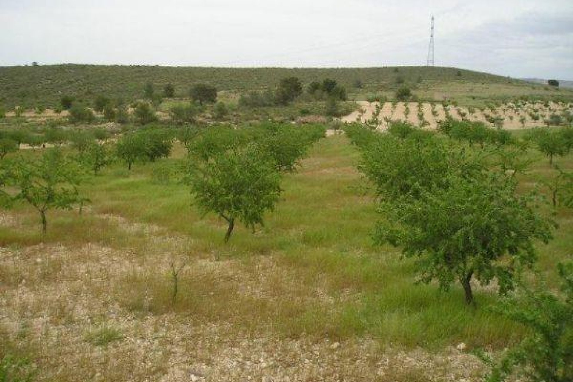 Resale - Terreno rural - Jumilla - CAÑADA DEL TRIGO