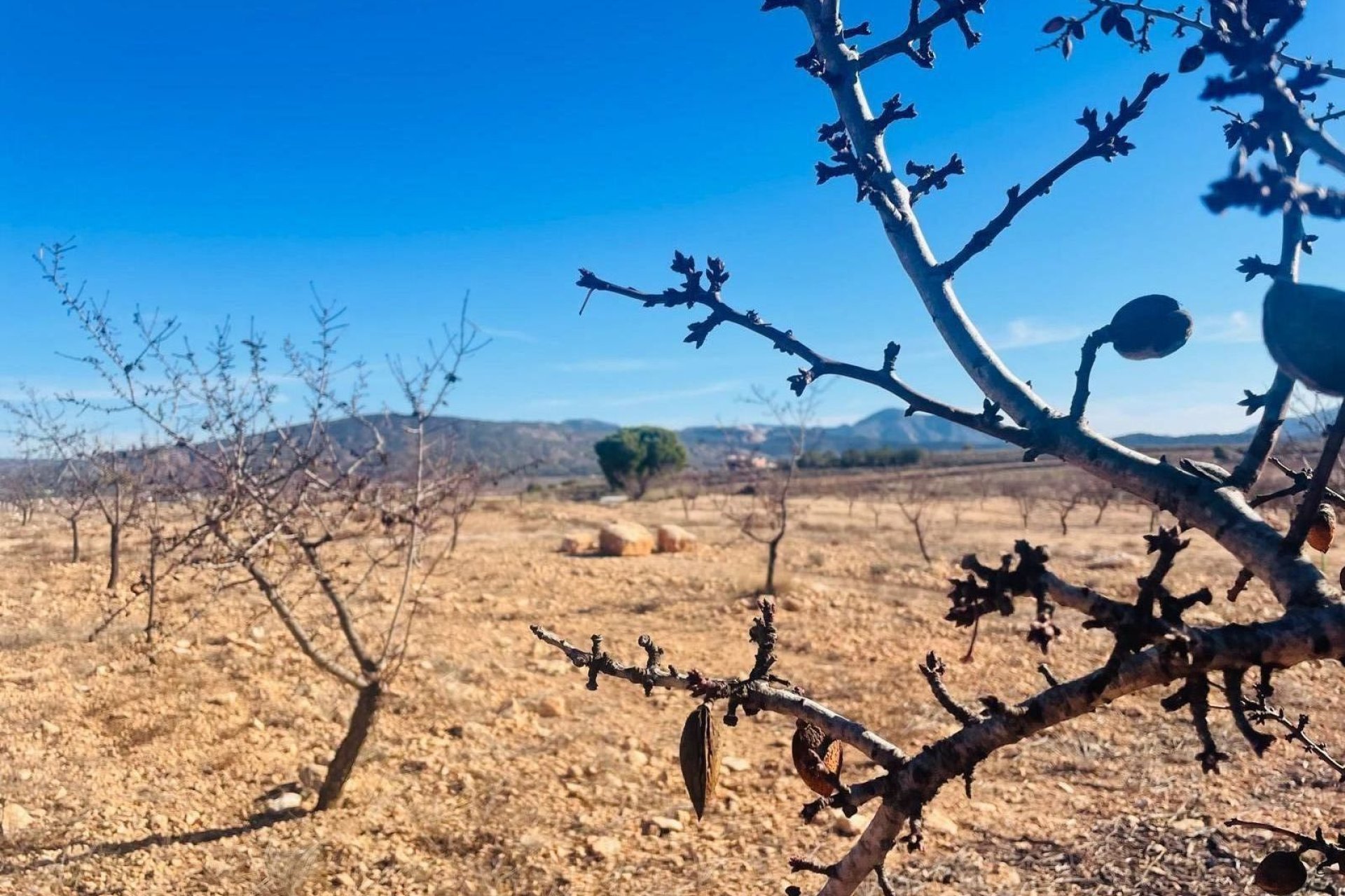 Resale - Terreno urbanizable - Pinoso - A 2 km de la ciudad