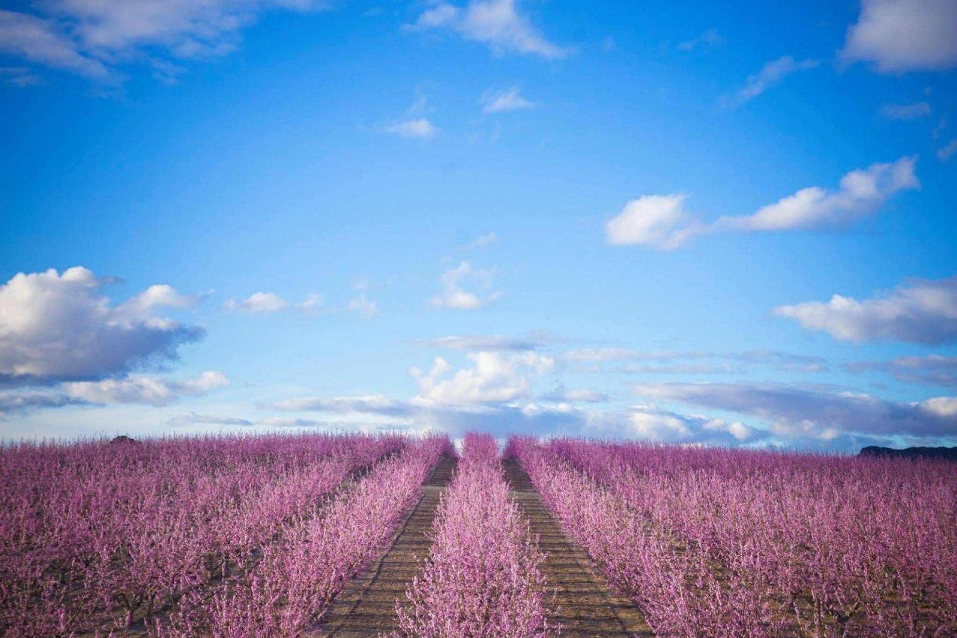 Resale - Terreno urbanizable - Pinoso - A 2 km de la ciudad