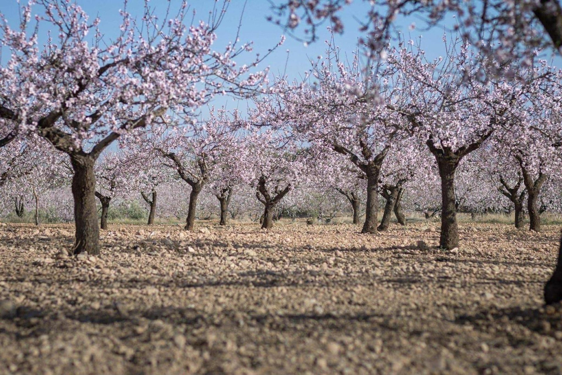 Resale - Terreno urbanizable - Pinoso - A 2 km de la ciudad