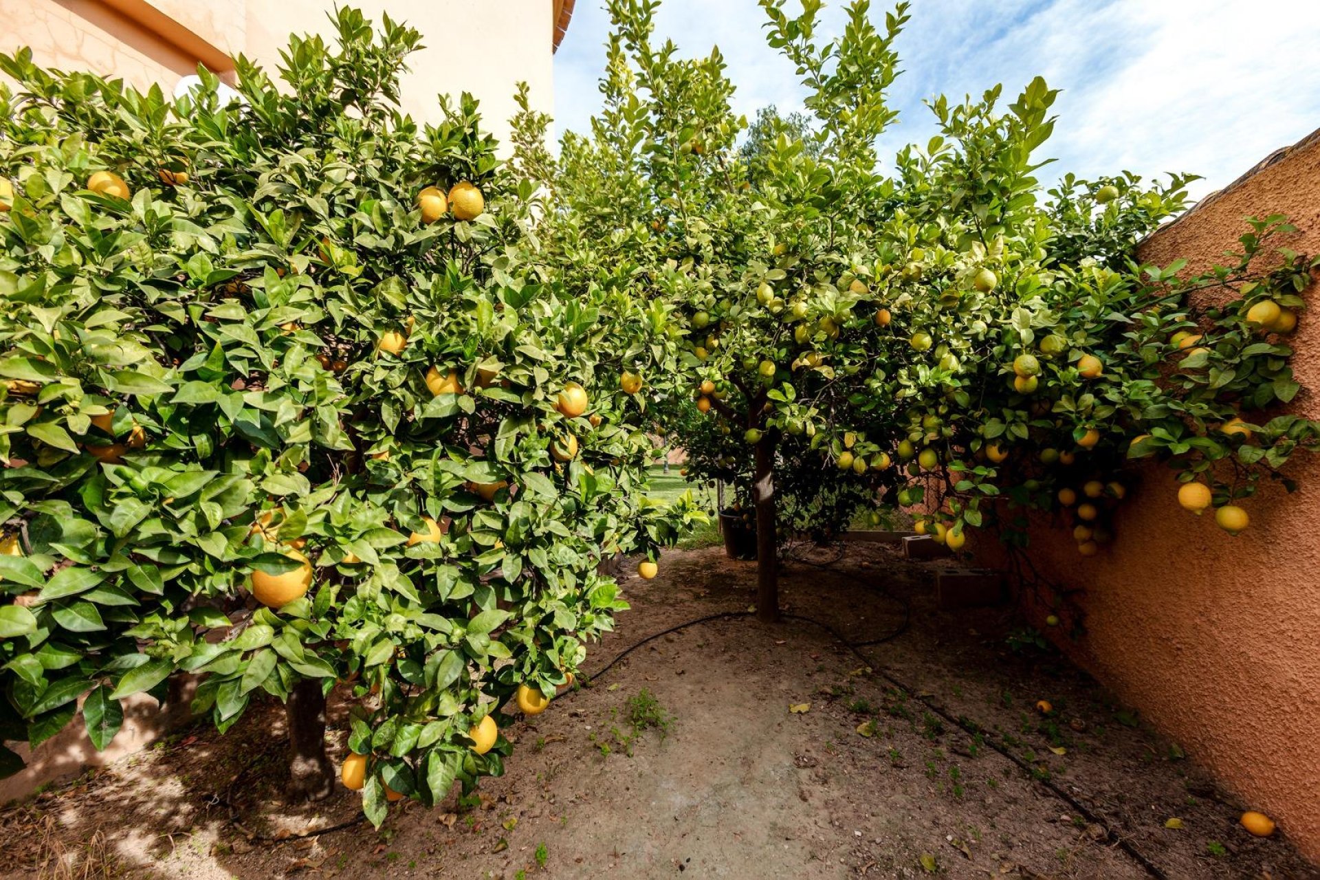 Resale - Villa de Lujo - Torrevieja - San luis