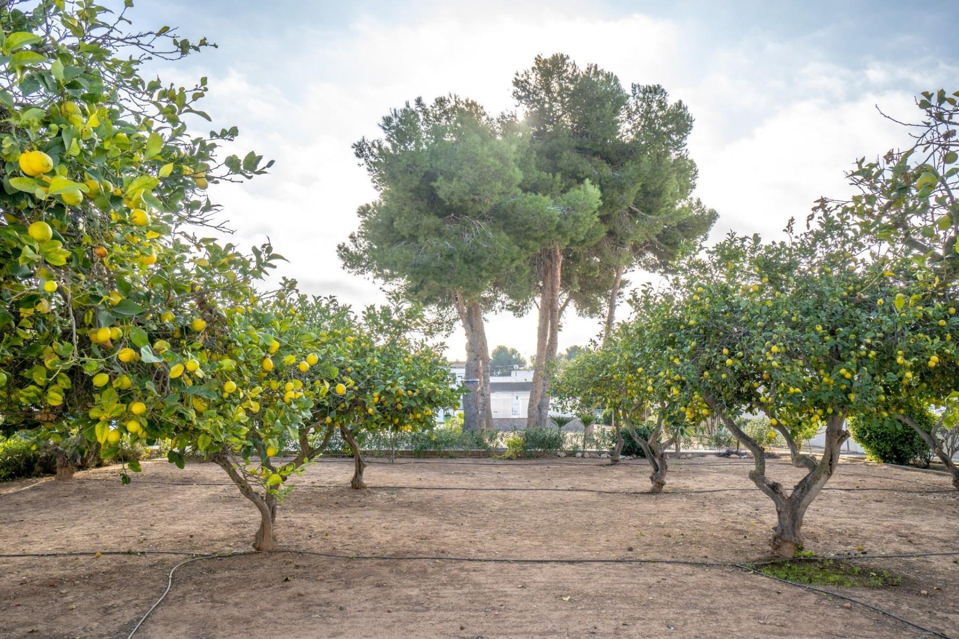 Reventa - Adosado - Torrevieja - El limonar