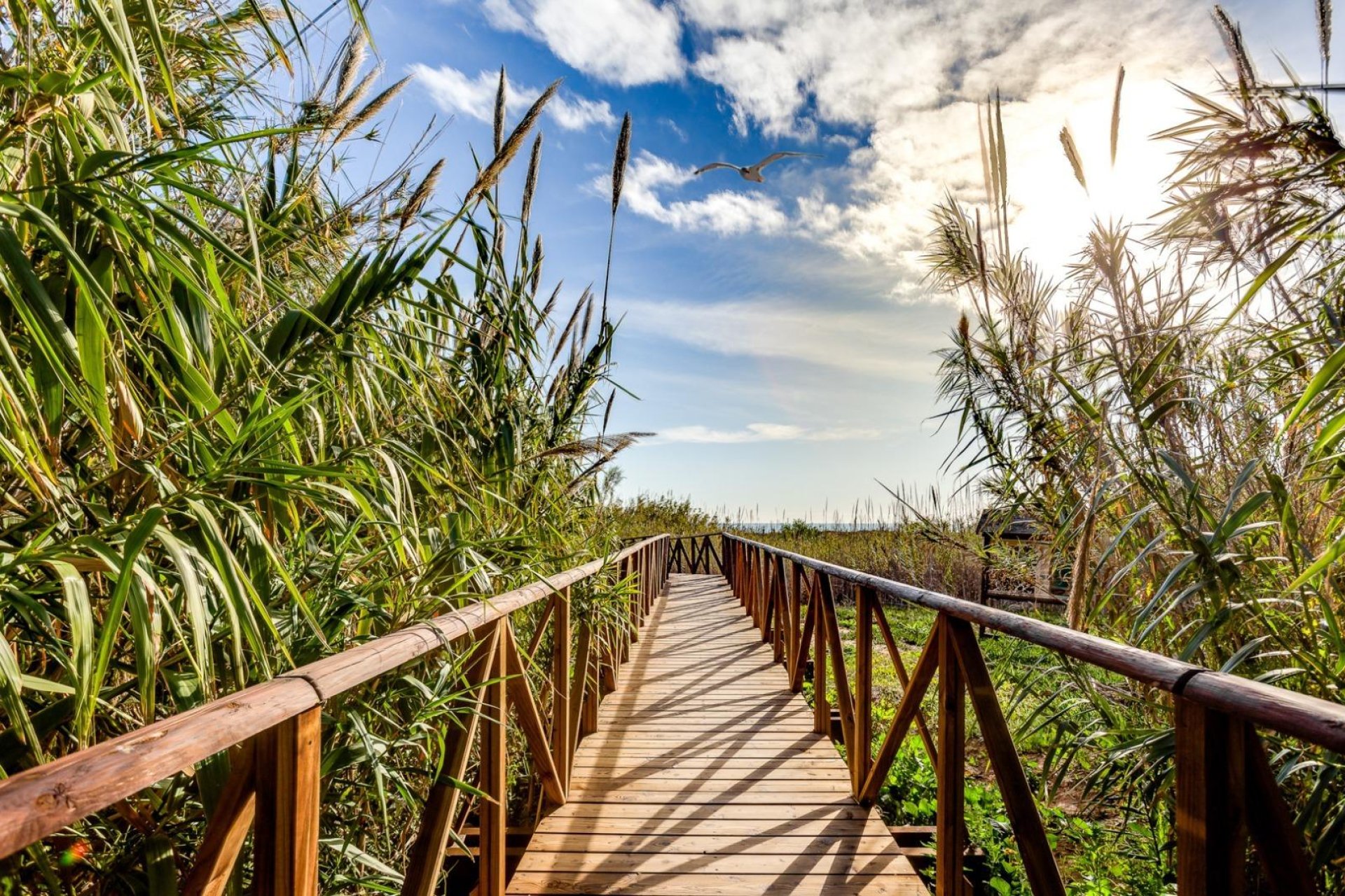 Reventa - Apartamento - Torrevieja - La Mata