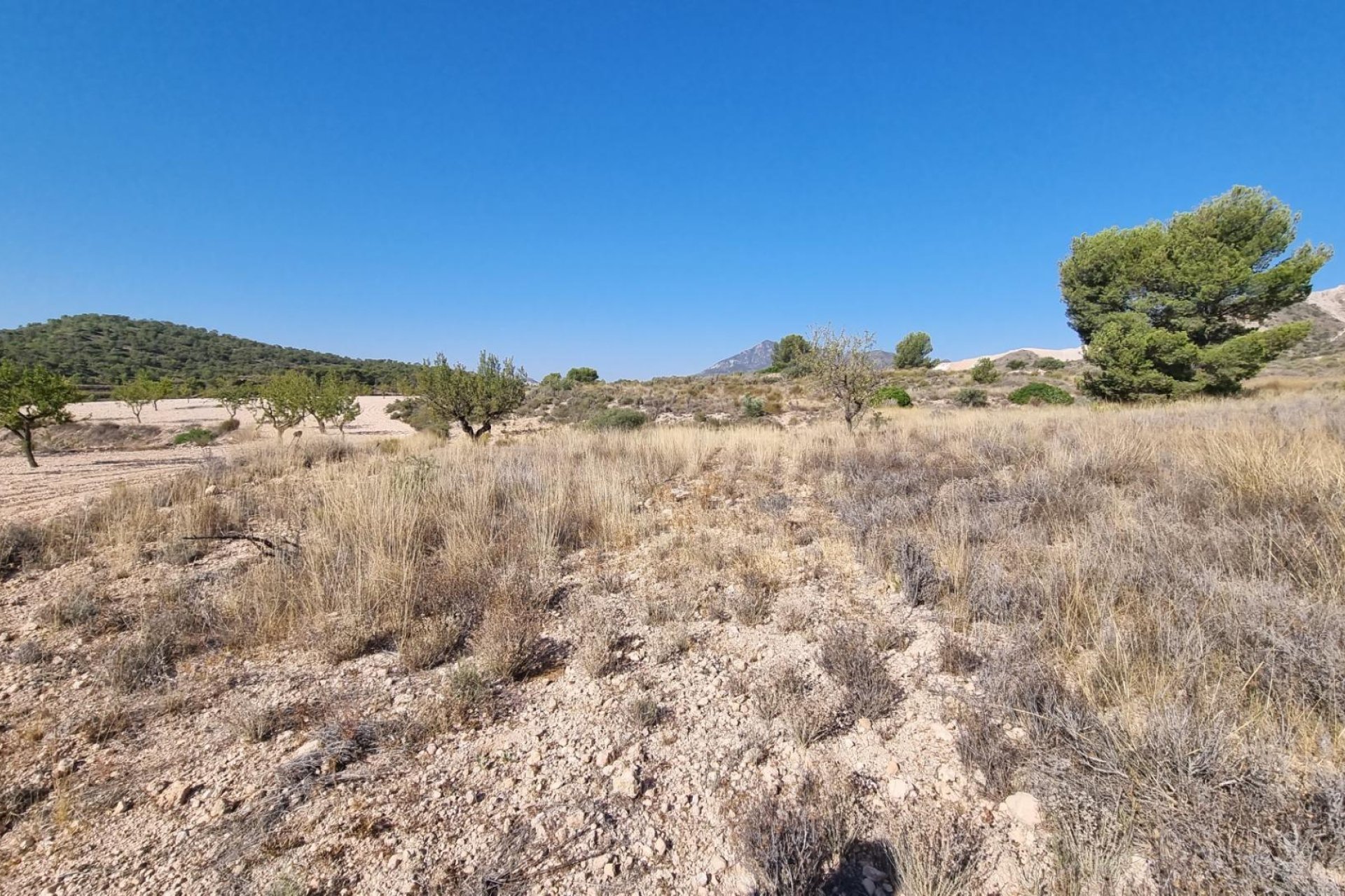 Reventa - Terreno rural - Abanilla - ABANILLA