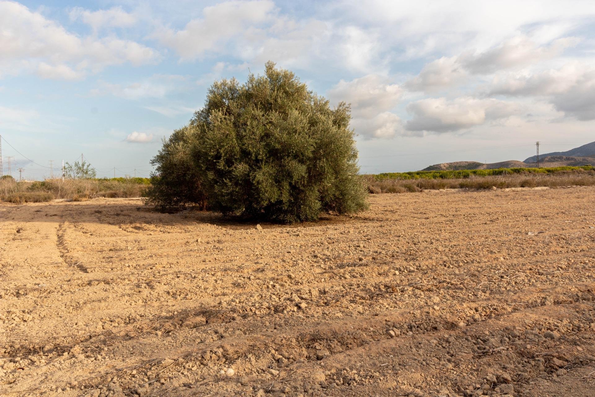 Reventa - Terreno rural - Benferri - Campo