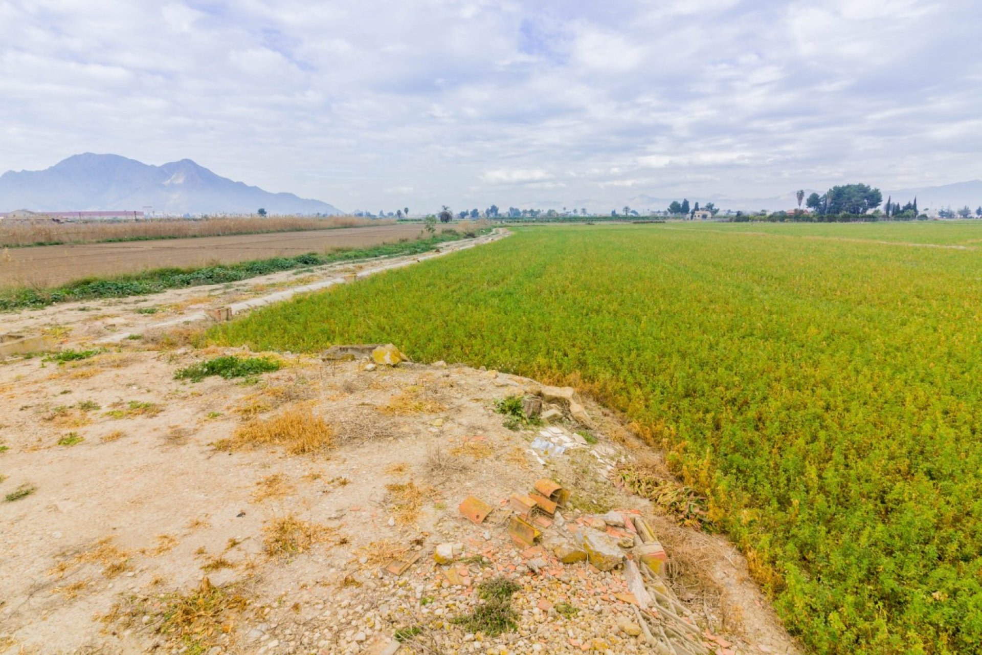 Reventa - Terreno rural - Callosa de Segura - CALLOSA