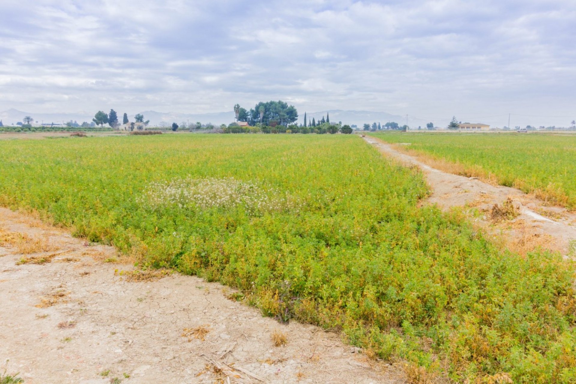 Reventa - Terreno rural - Callosa de Segura - CALLOSA