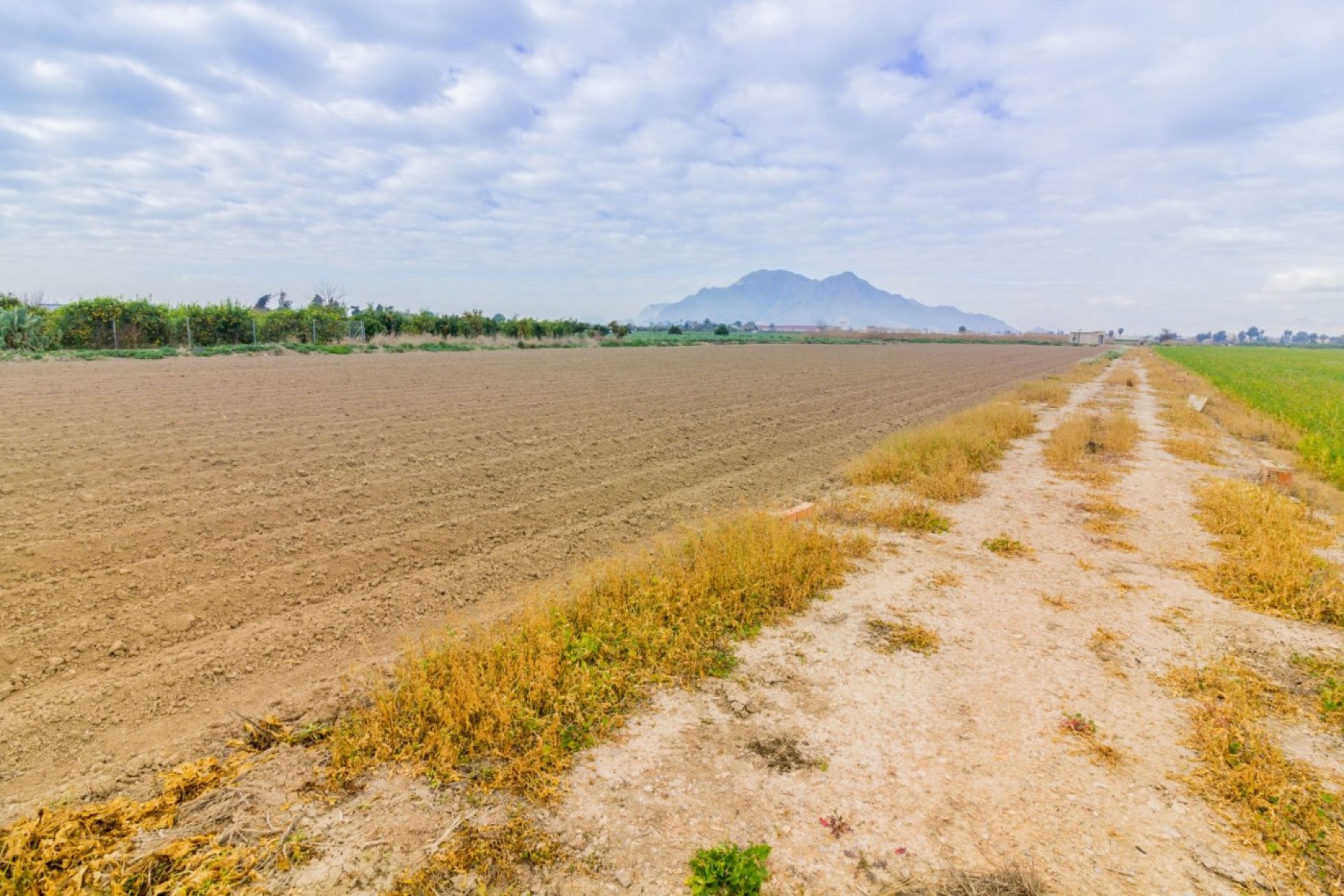 Reventa - Terreno rural - Callosa de Segura - CALLOSA