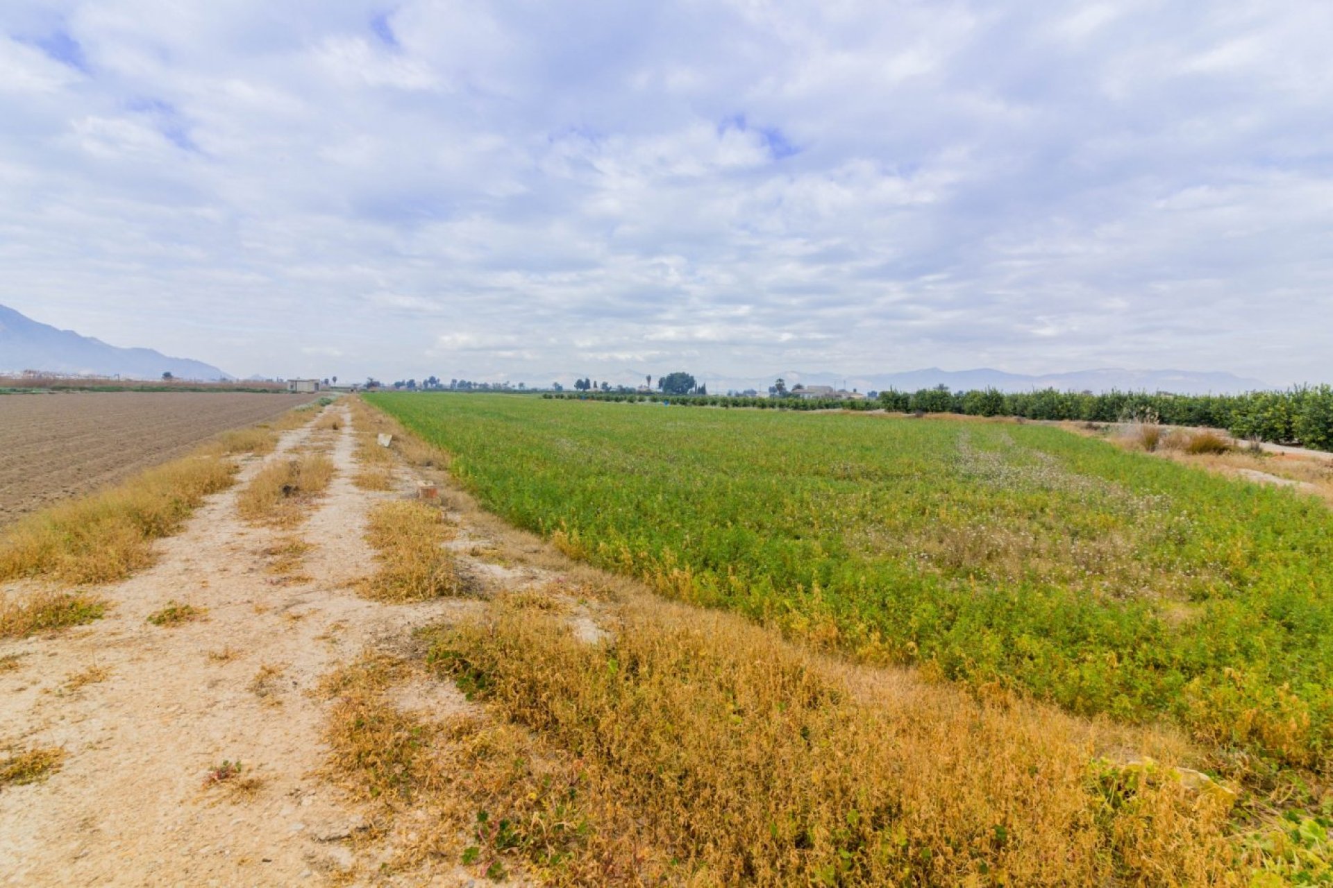 Reventa - Terreno rural - Callosa de Segura - CALLOSA