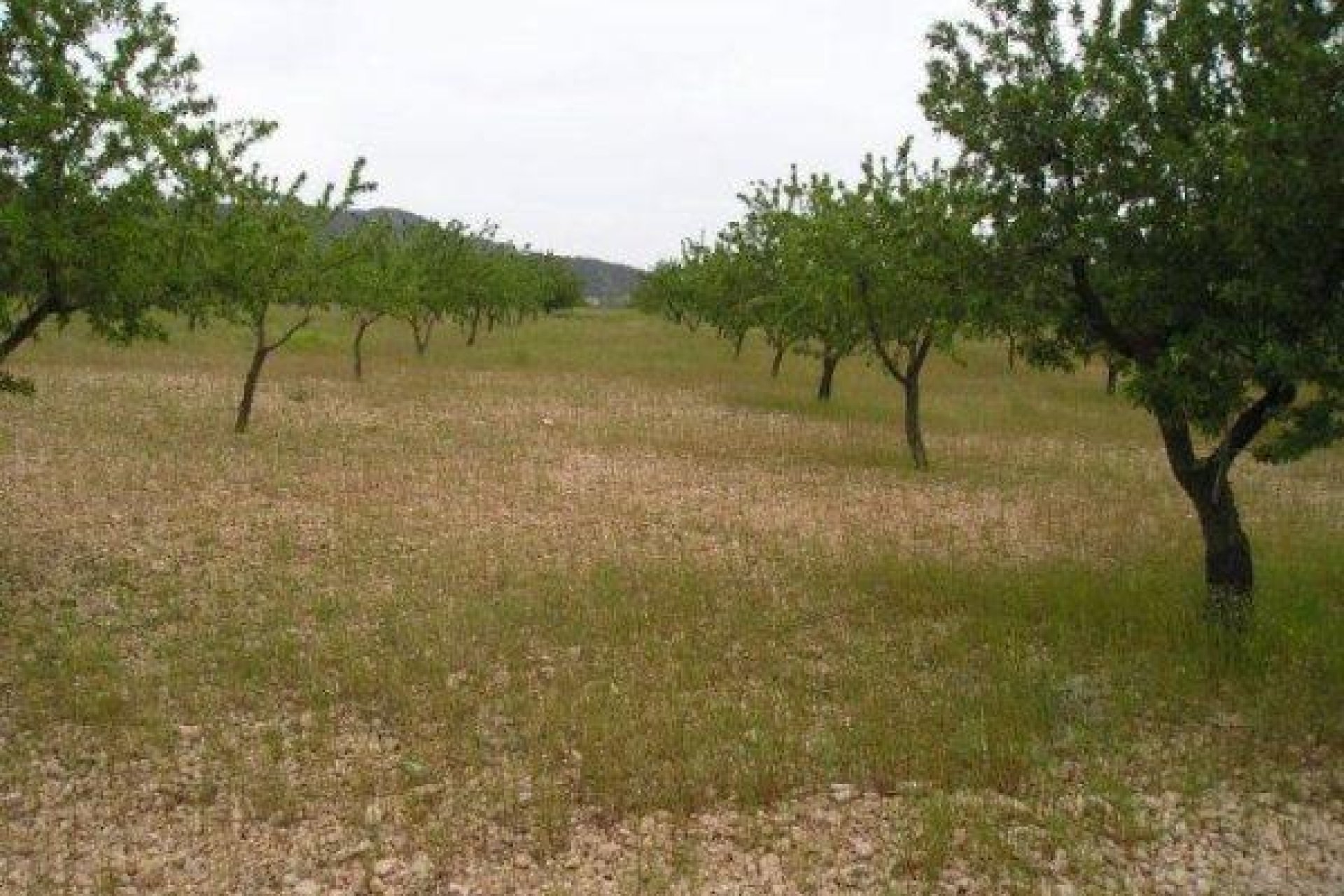 Reventa - Terreno rural - Jumilla - CAÑADA DEL TRIGO