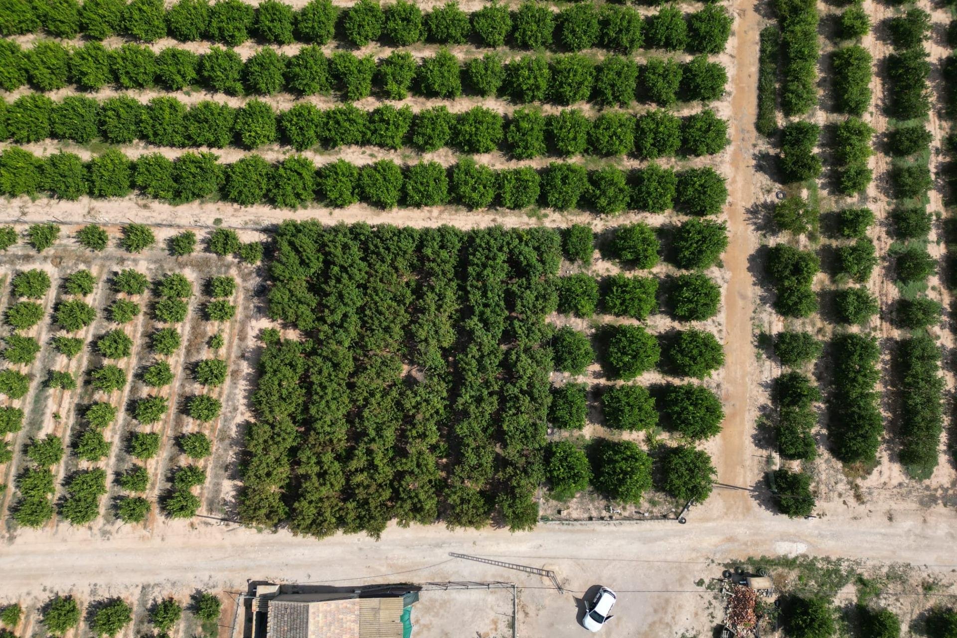 Reventa - Terreno rural - Orihuela - La Murada-Los Vicentes