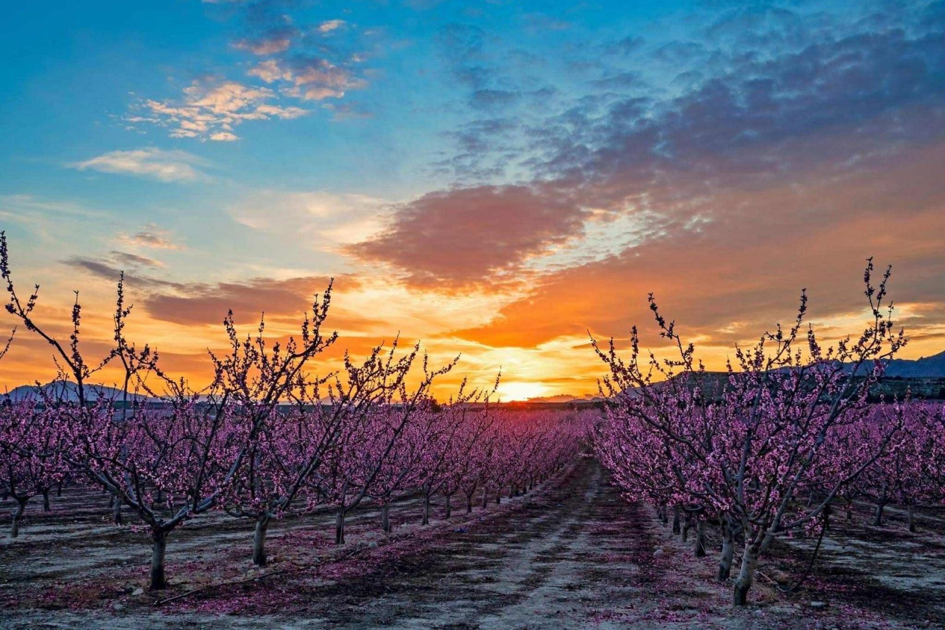 Reventa - Terreno urbanizable - Pinoso - A 2 km de la ciudad