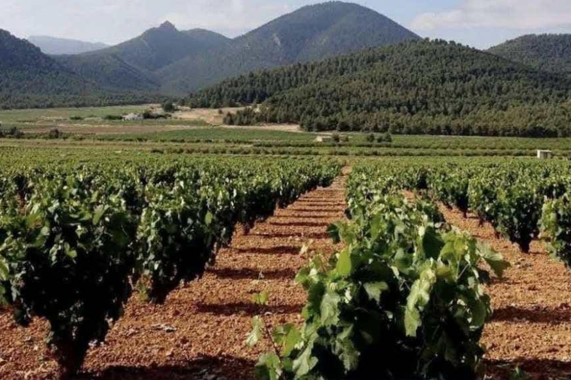 Reventa - Terreno urbanizable - Pinoso - A 2 km de la ciudad