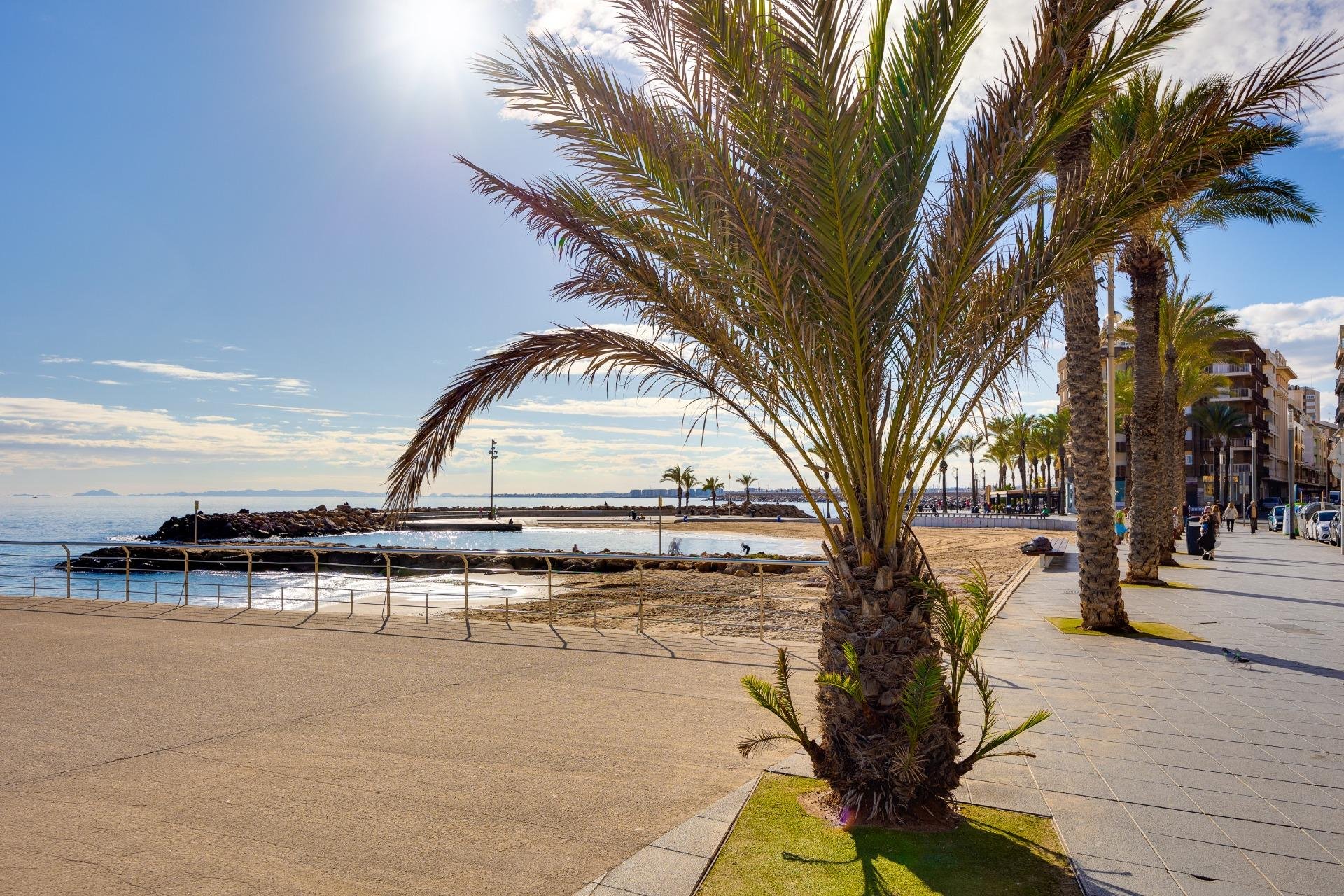 Revente - Étude - Torrevieja - Centro