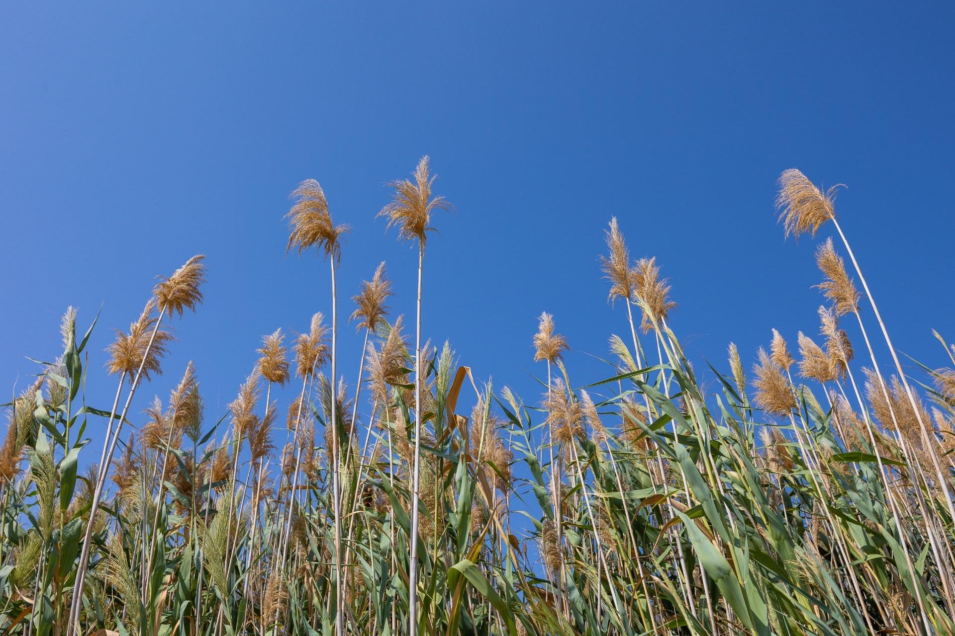 Revente - Maison de ville - Torrevieja - Paraje natural
