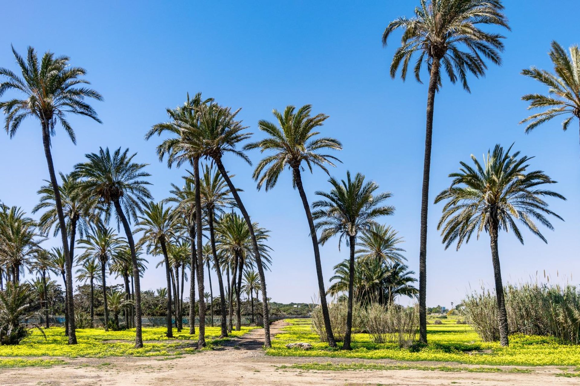 Revente - Piso - Torrevieja - La veleta