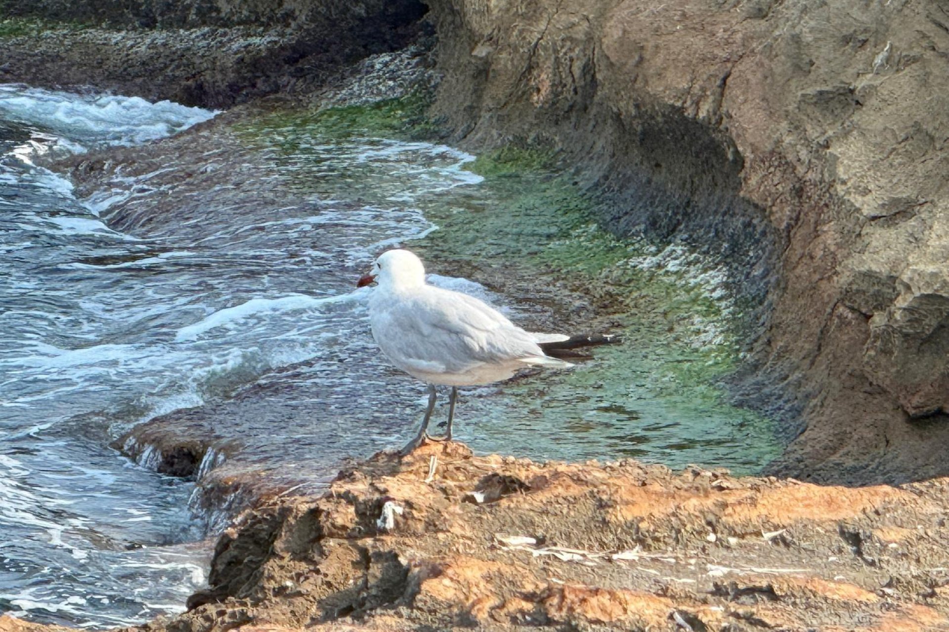 Revente - Quad - Torrevieja - Playa de los Locos