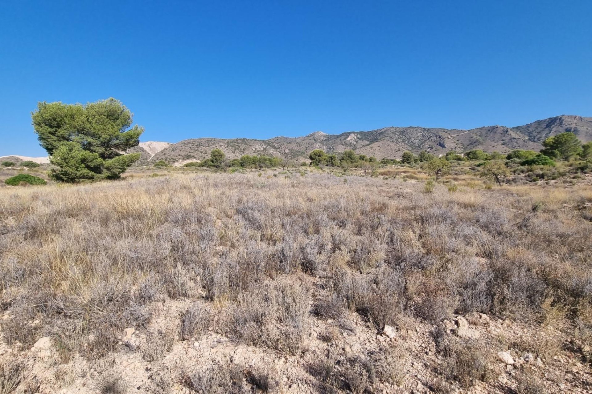 Revente - Terreno rural - Abanilla - ABANILLA