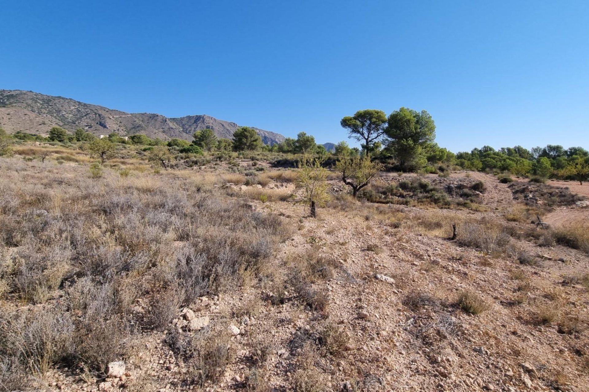 Revente - Terreno rural - Abanilla - ABANILLA