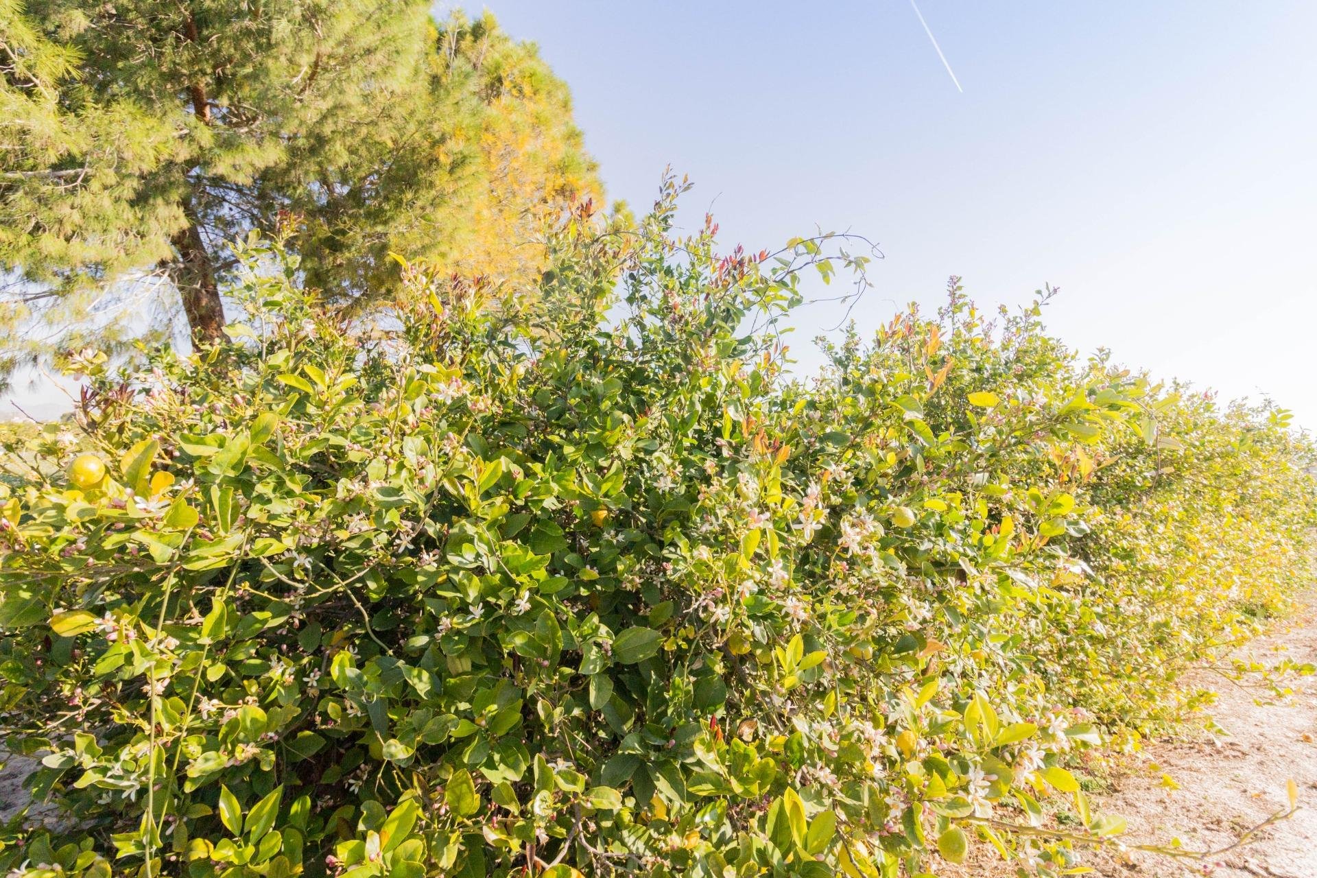 Revente - Terreno rural - Callosa de Segura - Comunidad valenciana