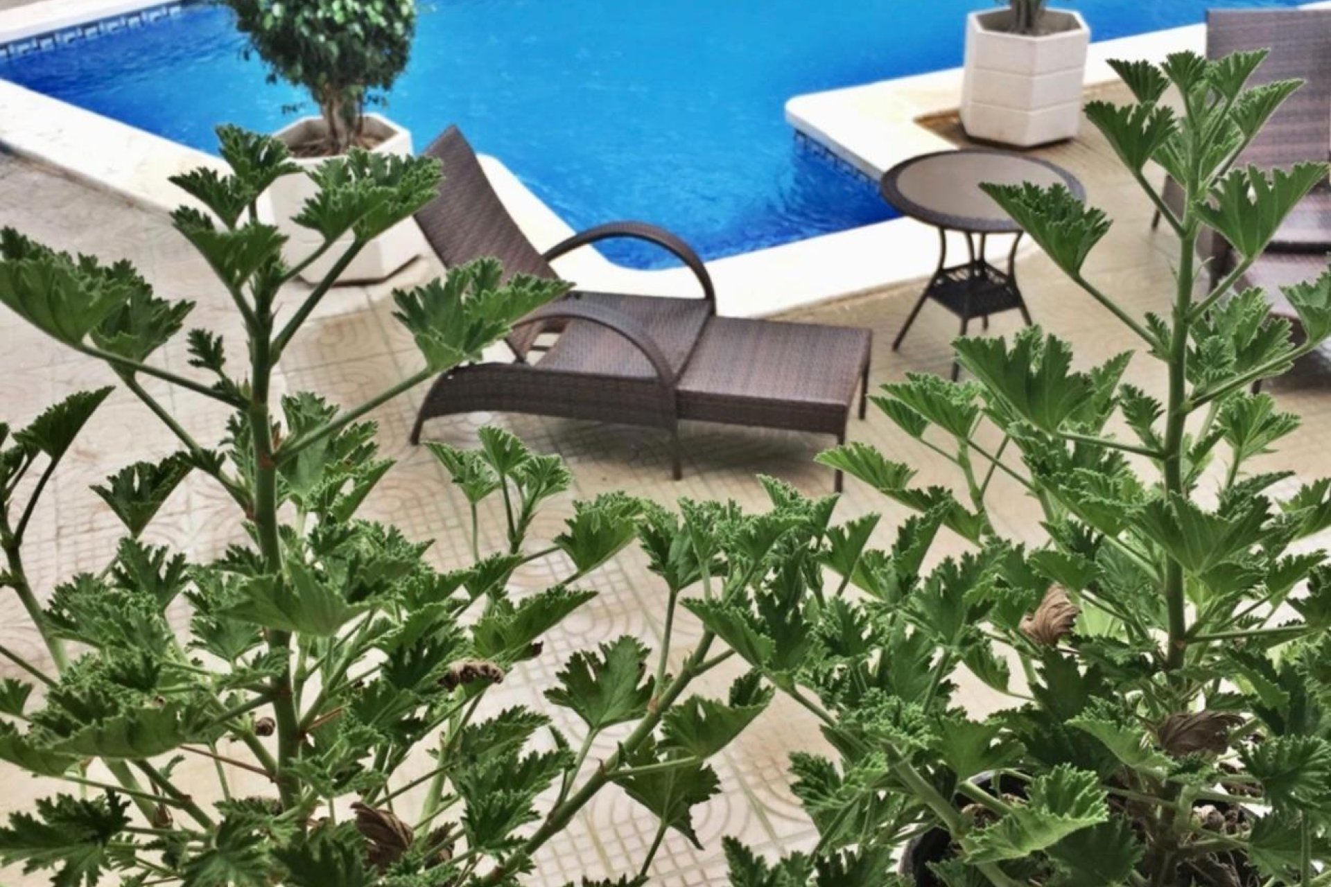 Revente - Villa - Ciudad quesada - Ciudad Quesada - Doña Pepa