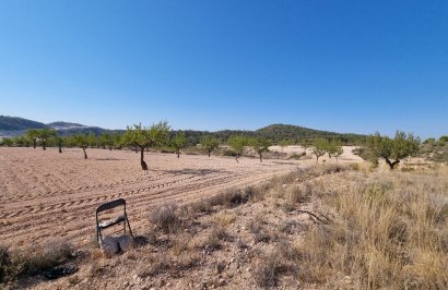Terreno rural - Revente - Abanilla - 01537
