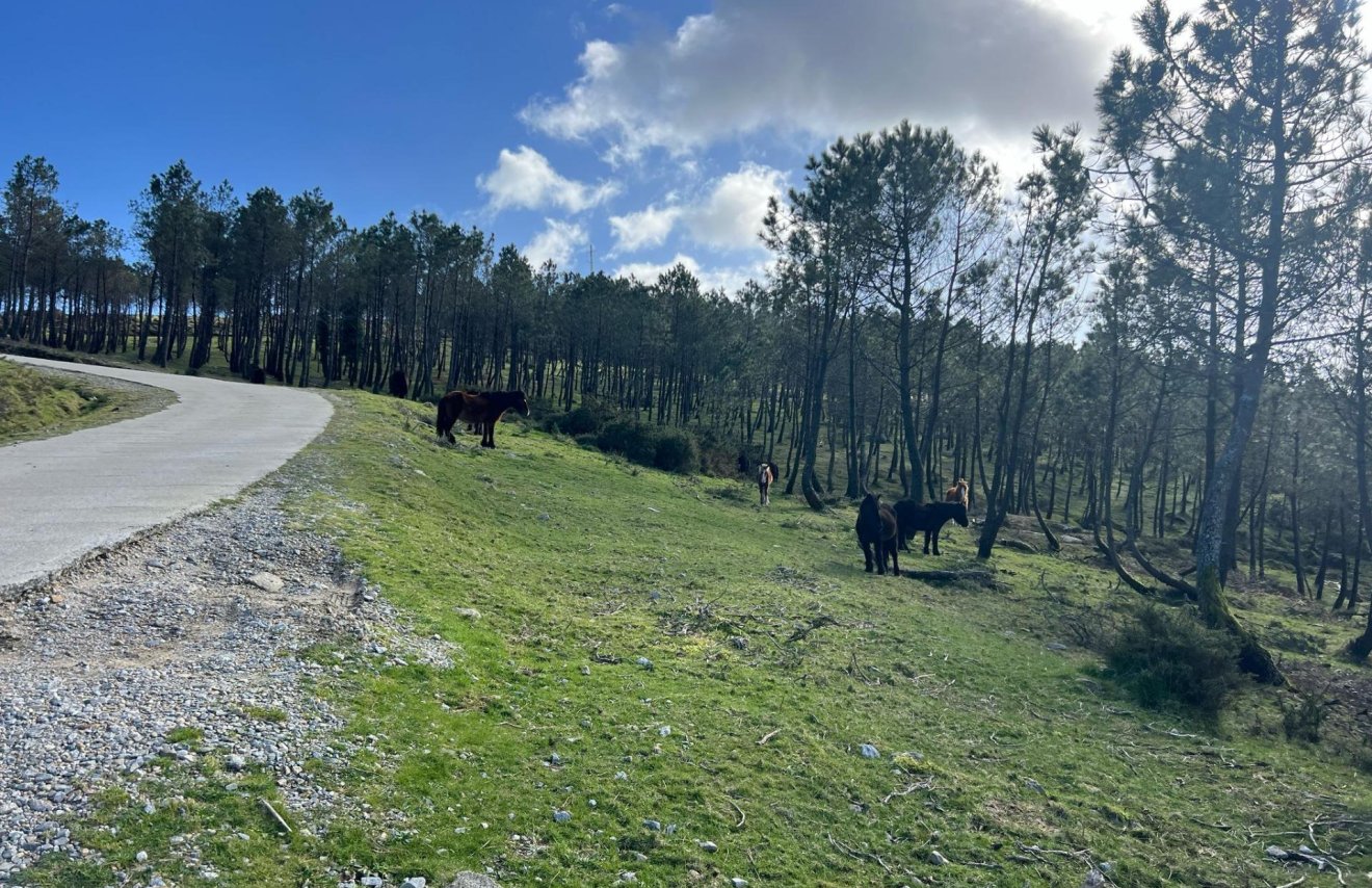 Reventa - Casa de campo - Rianxo - O arano