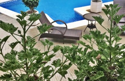 Resale - Villa - Ciudad quesada - Ciudad Quesada - Doña Pepa