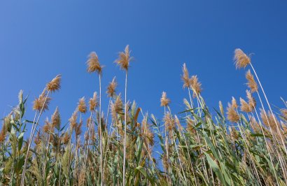 Reventa - Adosado - Torrevieja - Paraje natural