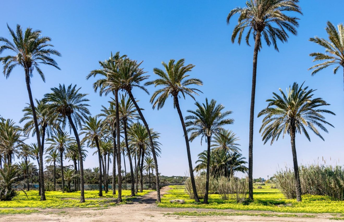 Resale - Piso - Torrevieja - La veleta