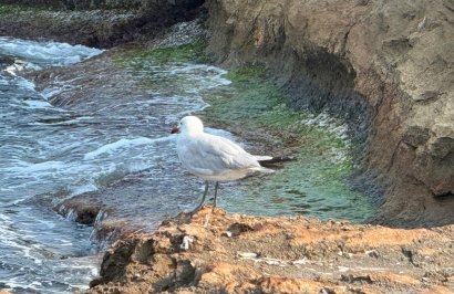Resale - Quad - Torrevieja - Playa de los Locos