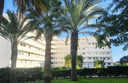 Reventa - Estudio - Torrevieja - Torreblanca