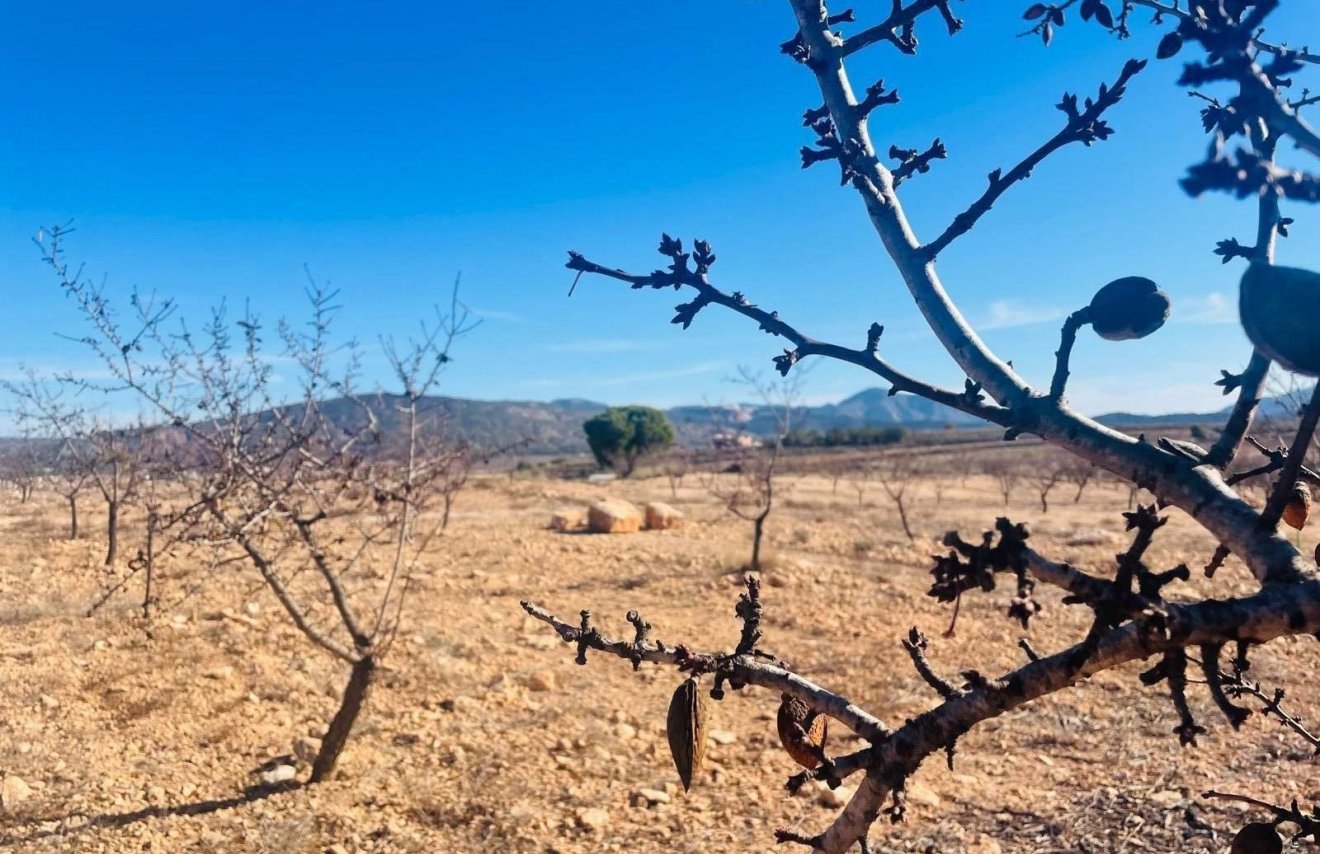 Resale - Terreno urbanizable - Pinoso - A 2 km de la ciudad