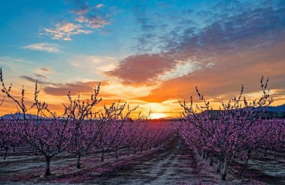 Resale - Terreno urbanizable - Pinoso - A 2 km de la ciudad