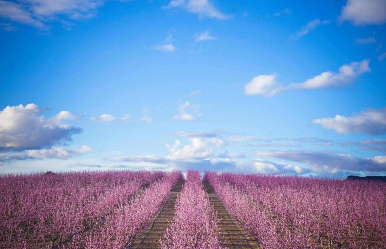 Resale - Terreno urbanizable - Pinoso - A 2 km de la ciudad