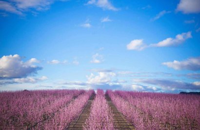 Resale - Terreno urbanizable - Pinoso - A 2 km de la ciudad