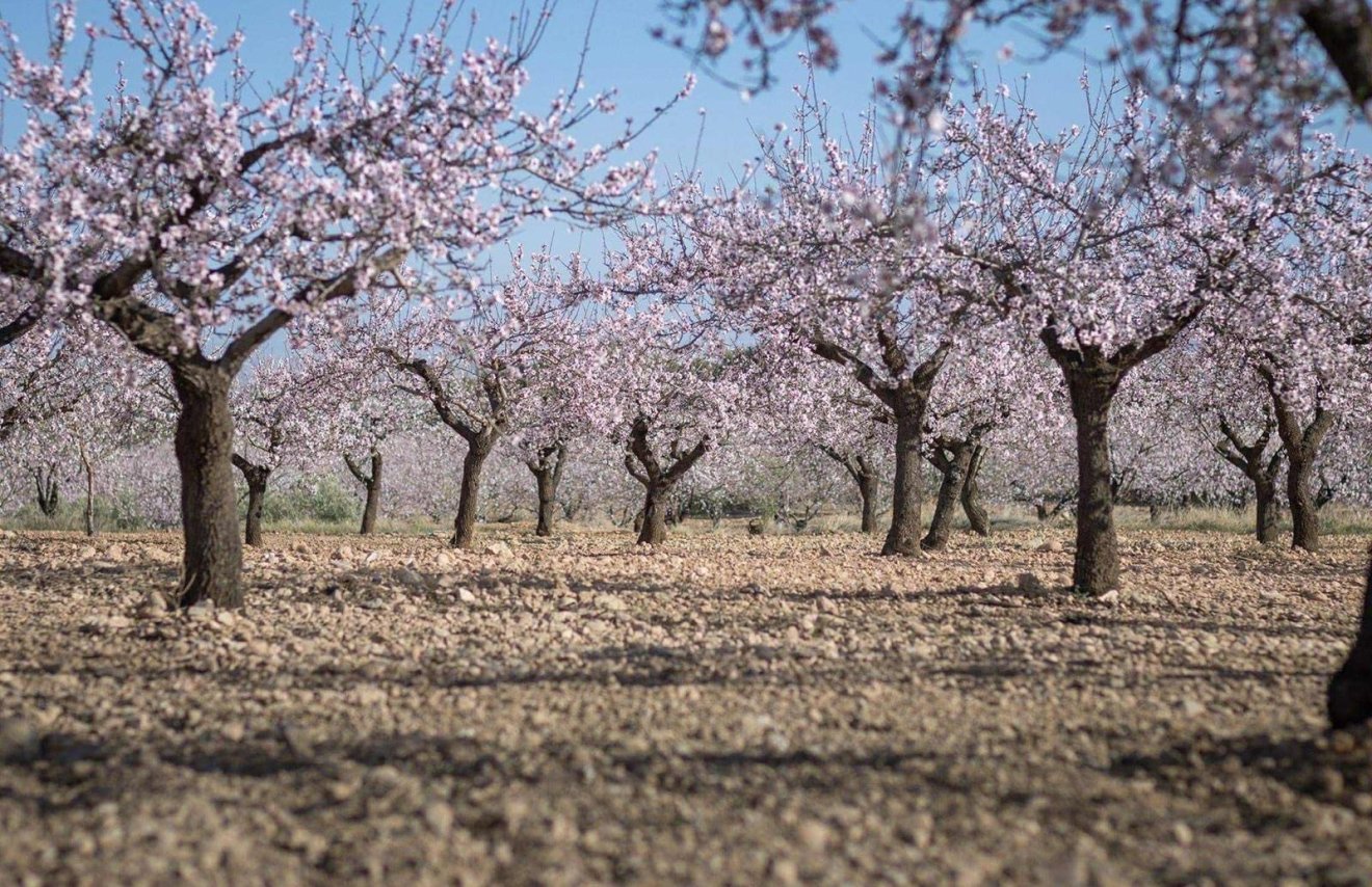 Resale - Terreno urbanizable - Pinoso - A 2 km de la ciudad