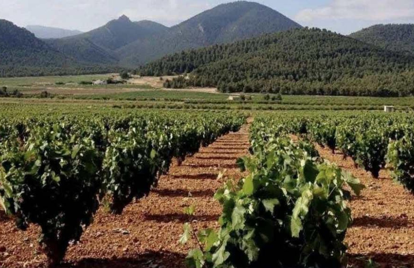 Resale - Terreno urbanizable - Pinoso - A 2 km de la ciudad