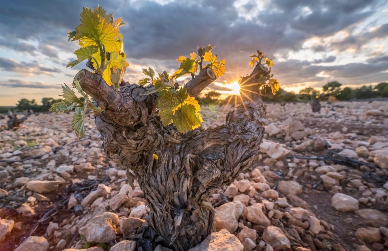 Resale - Terreno urbanizable - Pinoso - A 2 km de la ciudad