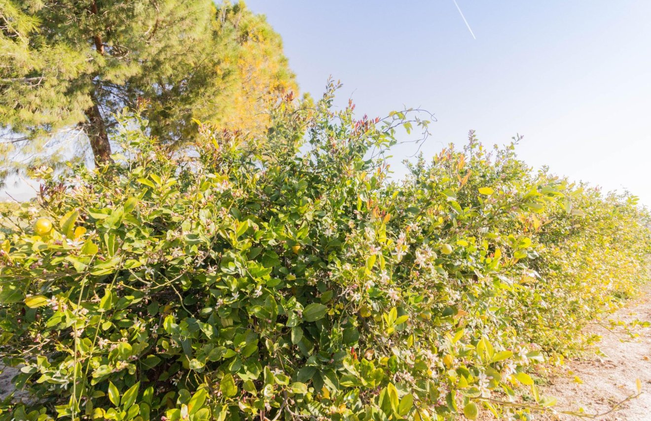 Resale - Terreno rural - Callosa de Segura - Comunidad valenciana