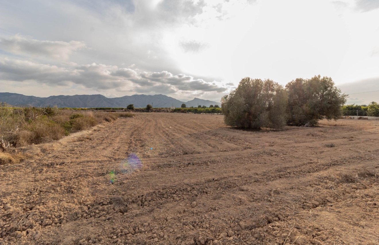 Revente - Terreno rural - Benferri - Campo