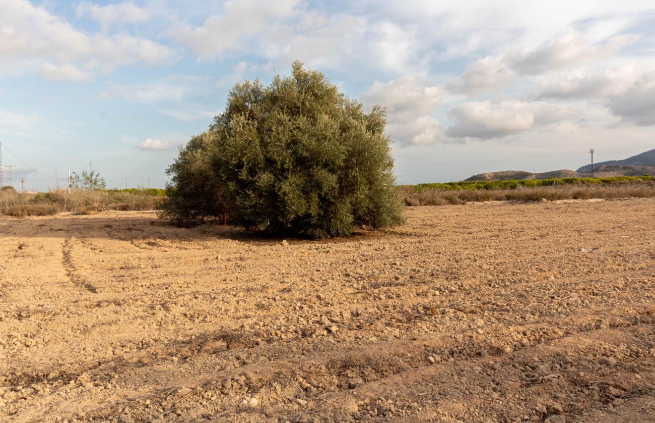 Reventa - Terreno rural - Benferri - Campo