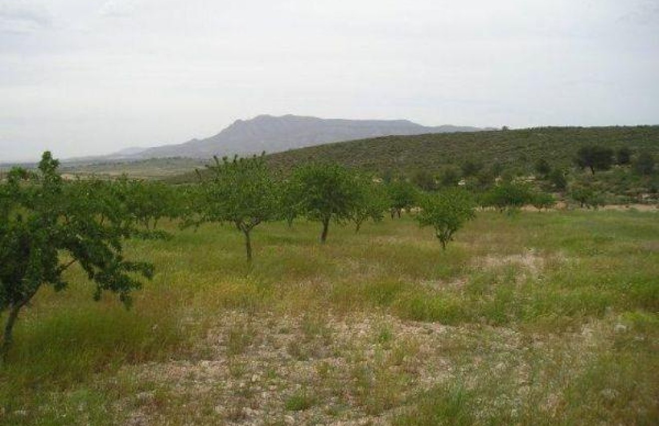 Resale - Terreno rural - Jumilla - CAÑADA DEL TRIGO