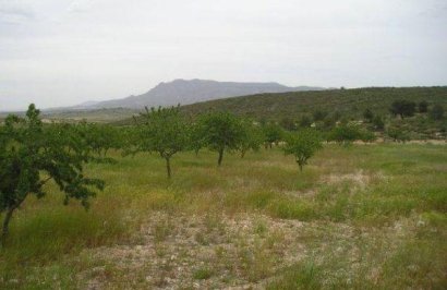 Resale - Terreno rural - Jumilla - CAÑADA DEL TRIGO